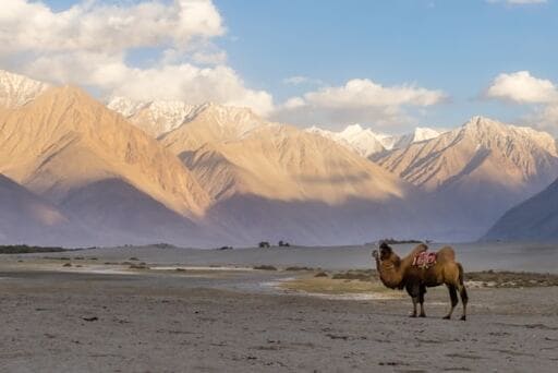 Nubra Valley with sand dunes and mountains, one of the unique places to visit in Ladakh.