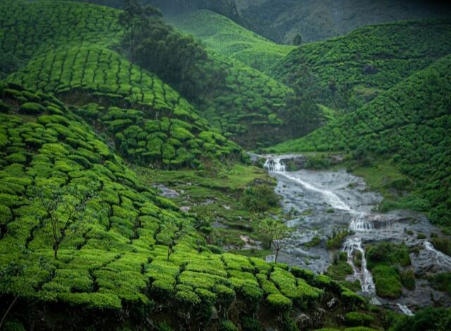 Munnar ( Kerala)