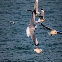 Beautiful Places in India to Visit – peaceful Chilika Lake with boats and birds at sunrise